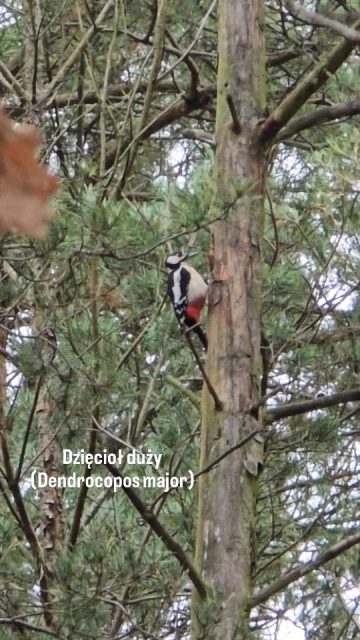 Tego ptaka jeszcze nie widzieliśmy u nas w lesie 🌲  Dzięcioł duży (Dendrocopos major) I to nie jeden zamieszkuje lasy przy rezydencji.  Wsłuchać sie w jego stuk, zlokalizować go na drzewie, wreszcie obserwować determinację i ruchy ... 🫶  Zapraszamy do nas po doznania prosto z natury 💚  #ornitologiaterapeutyczna 
#spacerzptakami 
#kapiellesna 
#forestbathing
#health 
#onehealth 
#dzięciołduży 
#kowanówko
