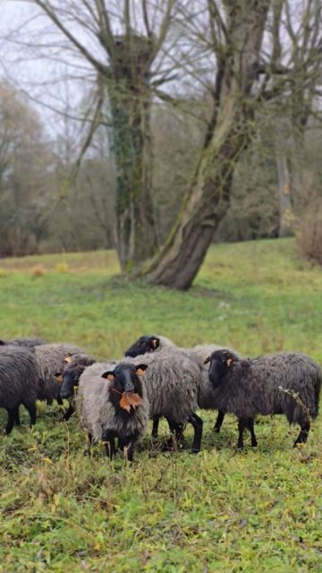 Chwile przed zimową aurą na wyspie  #wrzosówki 
#terapeutycznestadoowiec 
#terapeutycznebeczenieowiec