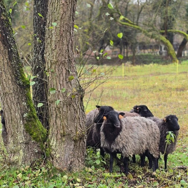 Pierwsze takie stado w Polsce - terapeutyczne owce wrzosówki w Kowanówku 🤍  Od niemal miesiąca są już u nas 🐑  Owce wrzosówki, a właściwie 10 sztuk owiec starannie wybranych w zaufanej hodowli zamieszkało naszą wyspę.  Juz niebawem opowiemy o tym więcej i zaprosimy Was na pierwszy terapeutyczny spacer.... zaglądajcie tu 🫶