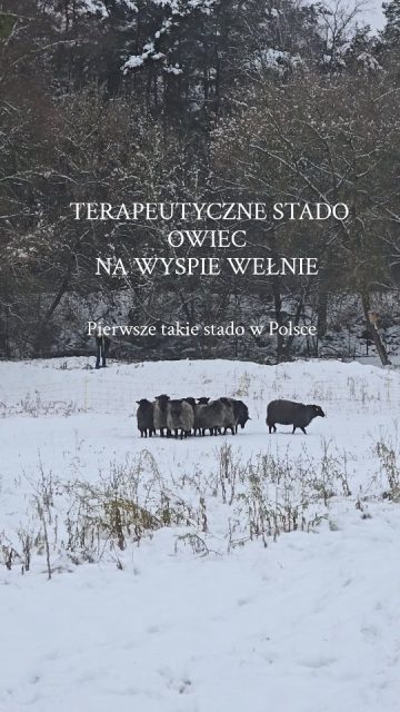 Naturoterapia na Wyspie Wełnie  #terapeutycznebeczenieowiec 
#owcewrzosowki  Już w tym tygodniu poznacie pierwsze terminy na terapie oparte na kontakcie z naturą...zerkajcie na naszą stronę internetową ⤵️  www.onehealth.com.pl