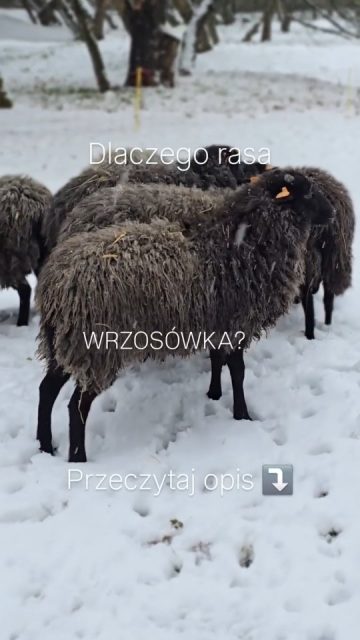 Dlaczego wybraliśmy rasę wrzosówka polska do naszego stada terapeutycznego? ⤵️🐑🤍  Owca wrzosówka, jedna z najstarszych polskich ras, wywodzi się od północnych owiec krótkoogoniastych. Przed drugą wojną światową była powszechnie utrzymywana. Po jej zakończeniu, głównie w związku z wprowadzonymi wówczas cenami skupu premiującymi wełnę jednolitą białą, jej liczebność zaczęła gwałtownie spadać .  Spotykane jeszcze do tej pory określenie „owca prymitywna” jest, w przypadku wrzosówki, nieodpowiednie. Po drugiej wojnie światowej nazywano tak wszystkie rodzime rasy owiec o wełnie mieszanej.  Wbrew powszechnym poglądom, wrzosówka polska jest rasą wysoce wyspecjalizowaną.  Między innymi dzięki  charakterystycznym cechom zarówno wełny jak i tkanki skórnej.  Pozwala to na utrzymywanie tych zwierząt w ekstremalnie trudnych i zróżnicowanych warunkach środowiskowych - dlatego nie straszna im zimą i swietniecradza sobie na pastwisku w takiej pogodzie.  #wrzosówka #rasaowoec #owca #beeezstresu #onehealth