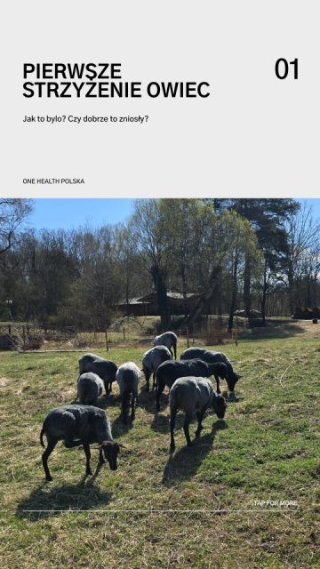 Stało się! Po raz pierwszy w życiu!  Dzis odbyło się pierwsze strzyżenie owiec. Pierwsza wełna.  Juz niebawem zatem zaprosimy Was na warsztaty z jej wykorzystaniem...a tymczasem dziś przy strzyżeniu towarzyszyły nam nasi goście! Rozpoczęli dzień spacerem obserwując ptaki i towarzysząc przy pierwszym strzyzeniu owiec.  Było dokladniebtak, jak trzeba 🫶  Dziękujemy i doceniamy, ze istnieją firmy, dla których nasze działania nie sa obojętne i wybierają tak, jak my #wechooseearth #motherearth  💚🐑