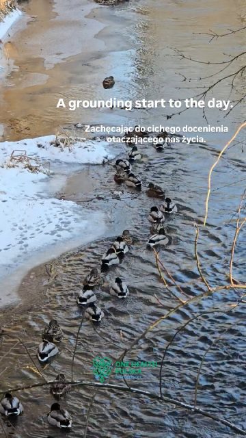 W Kowanówku.  Na kładce prowadzącej na Wyspę przy rzece Wełnie.  Moment.  Zatrzymaj się.  Rozglądnij się dookoła.  Tuż obok jest tak pięknie.  🤍