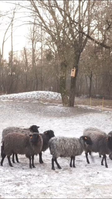 Krótka relacja ze styczniowego spaceru terapeutycznego z owcami 🐑🤍  Posłuchajcie, co urzeklo ludzi i czym sie zachwycają...I serdecznie zapraszamy na kolejne spacery- szczegoly juz niebawem.  Wypatryjcie daty, ponieważ ten spacer będzie wyjątkowy, bo z okazji pierwszego dnia wiosny, ale tez z okazji 1. urodzin owiec wrzosówek 🥳  #owce #onehealth #spacerterapeutyczny #terapiezowcami